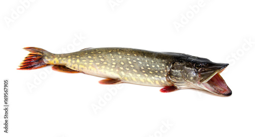  Pike isolated on white