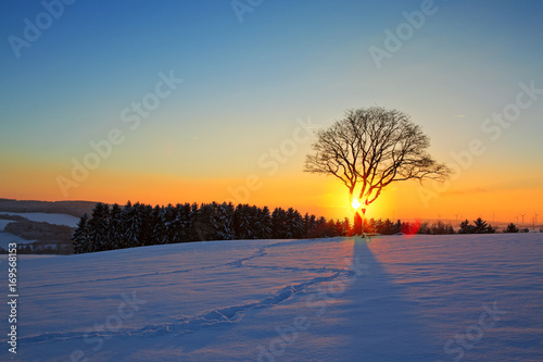 Winter sunset landscape with tree. © Swetlana Wall