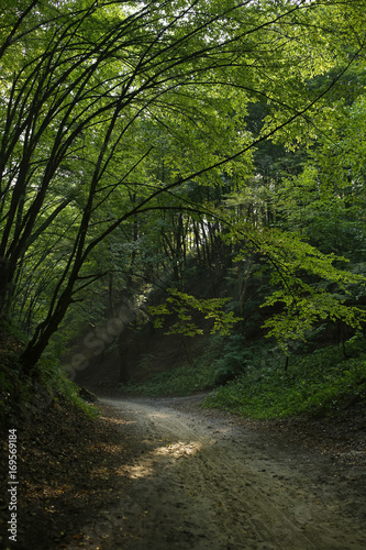 Sun rays in the forest gorge