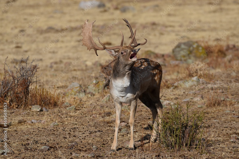 Fallow deer roars in the meadow Fallow deer roars in the meadow
