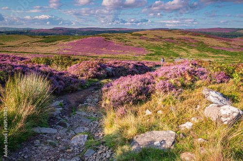 Footpath to Simonside Hills, popular with walkers and hikers they are covered with heather in summer, and are part of Northumberland National Park, overlooking the Cheviot Hills photo