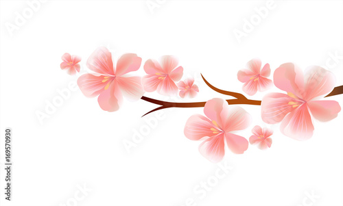 Branch of Sakura with Pink flowers isolated on White background. Sakura flowers. Cherry blossom. Vector