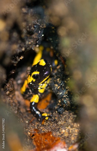 Feuersalamander (Salamandra salamandra terrestris) schaut aus einer Höhle in einem alten Baumstamm, Mulch, Holz, Harz, Ostharz, Sachsen-Anhalt, Deutschland, Europa photo