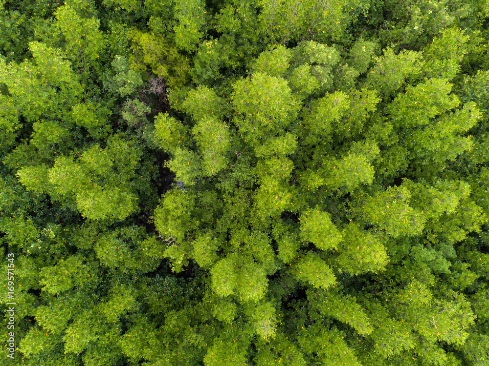 Naklejka premium top view tree, beautiful background ,aerial view , mangrove forest, Natural grass texture