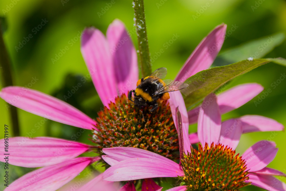 Bee on the blossoming echinacea flowers. Bee on the blossoming echinacea flowers.