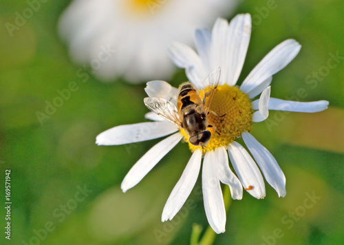 Bee sits on a daisy close-up