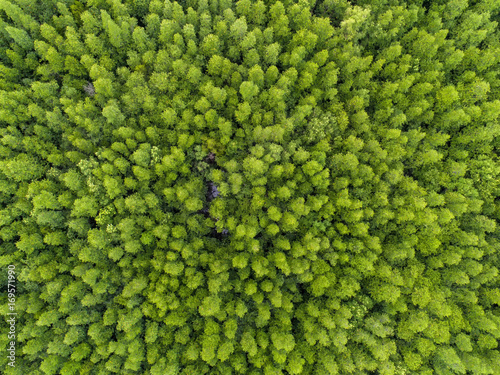 top view tree, beautiful background ,aerial view , mangrove forest, Natural grass texture