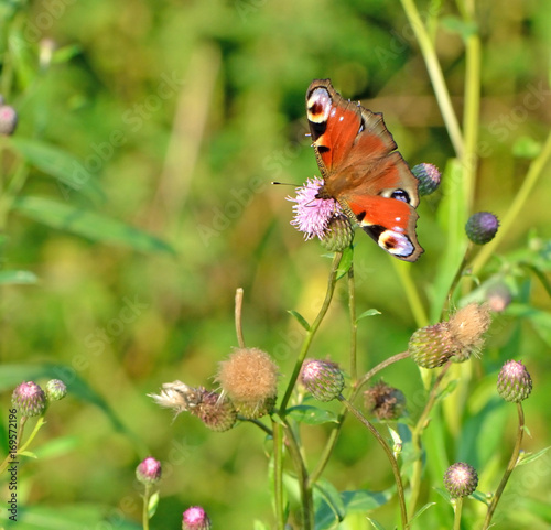 butterfly sitting on a flower macro