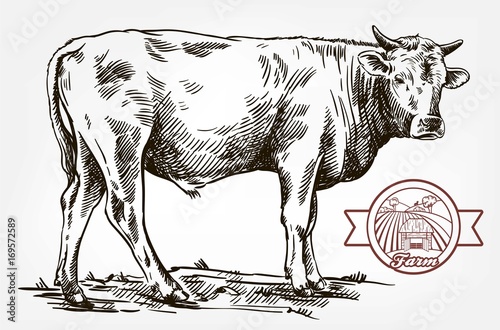 breeding cow. animal husbandry. livestock