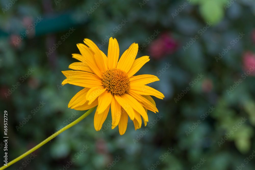 Obraz premium Blossoming doronikum flower.