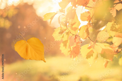 Yellow autumn leaf floating in the air falling down, backlit blurred sunset golden colors, soft focus, romantic toned. Windy movement motion effect