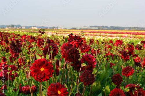 Fototapeta Naklejka Na Ścianę i Meble -  red dahlia flowers