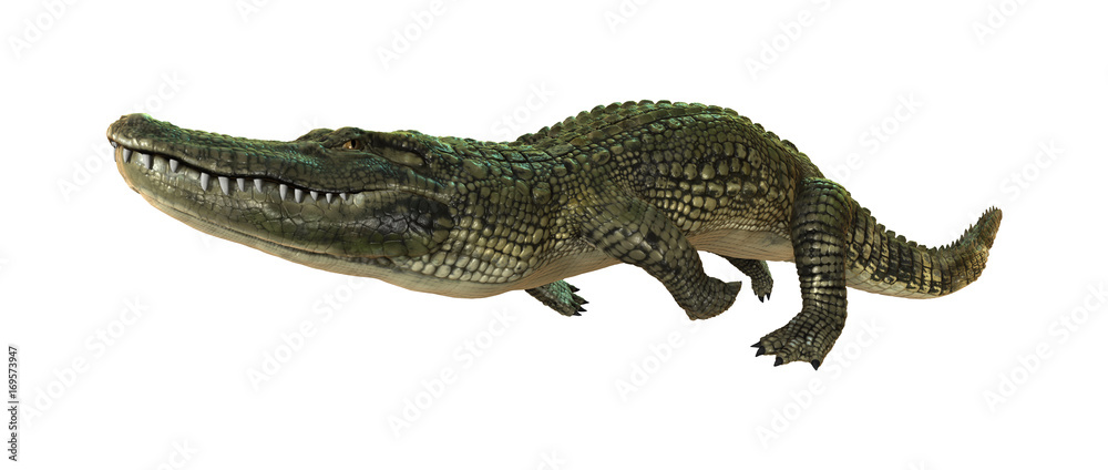 Fototapeta premium 3D Rendering American Alligator on White