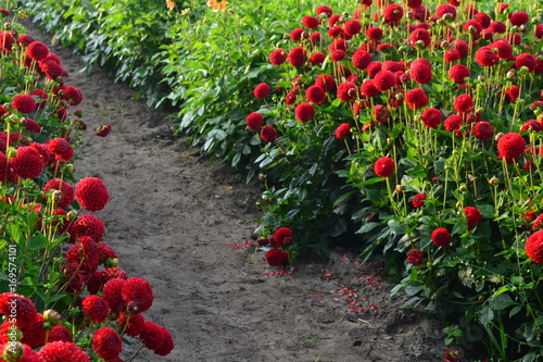 Fototapeta Naklejka Na Ścianę i Meble -  red dahlia flowers between walking way