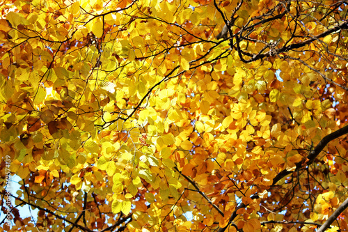 Autumn leaves on a tree. Warm autumn day.