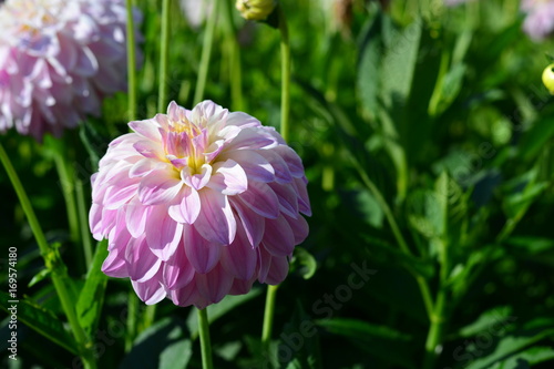 purple dahlia flower