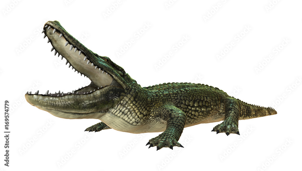 3D Rendering American Alligator on White