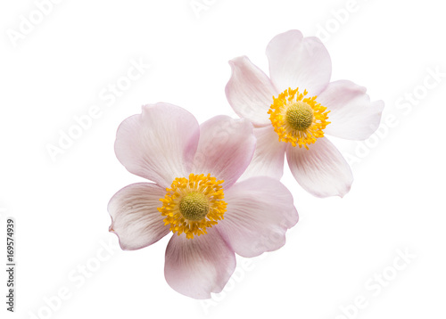 Beautiful flower isolated