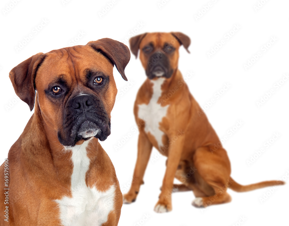 Two beautiful boxer dogs