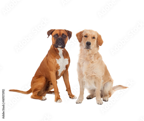 Couple of adult dogs