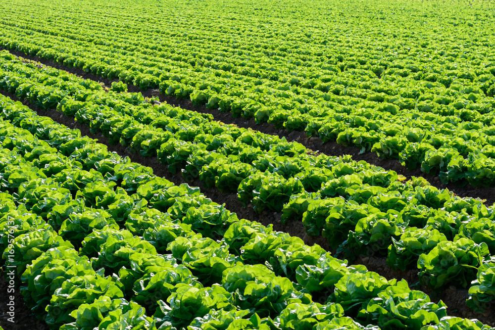 Feld auf dem Bauernhof - Salat