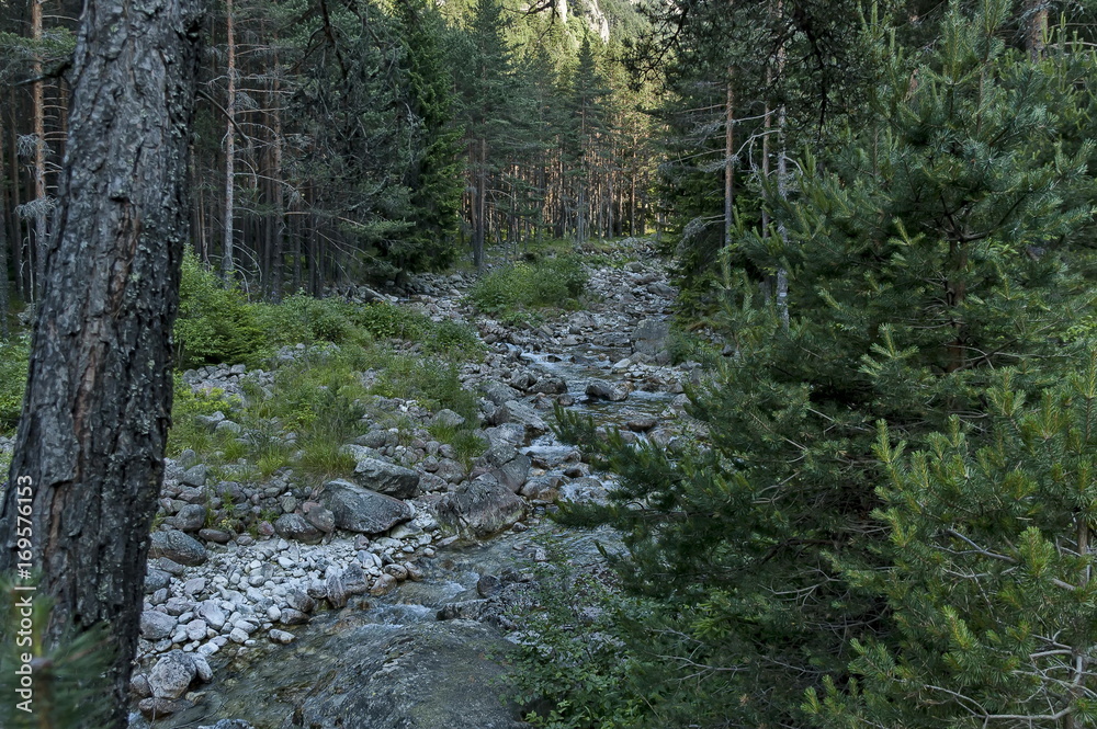 Beautiful view of coniferous forest and river Iskar in Rila mountain, Bulgaria, Europe Beautiful view of coniferous forest and river Iskar in Rila mountain, Bulgaria, Europe