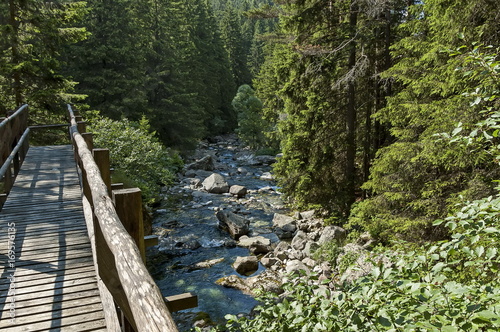 Beautiful view of coniferous forest  river Iskar and wooden bridge in  Rila mountain  Bulgaria  Europe