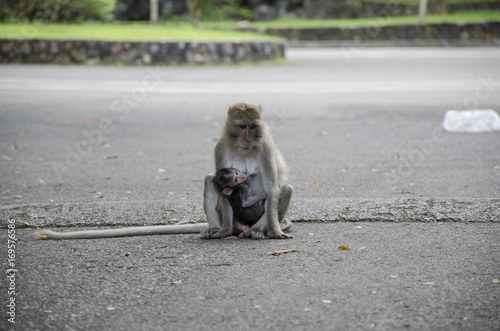 monkey  in carpark