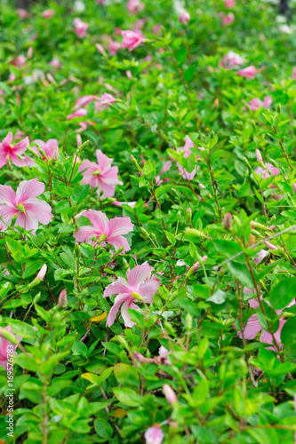 Pink flower on green background have empty space for graphic resource