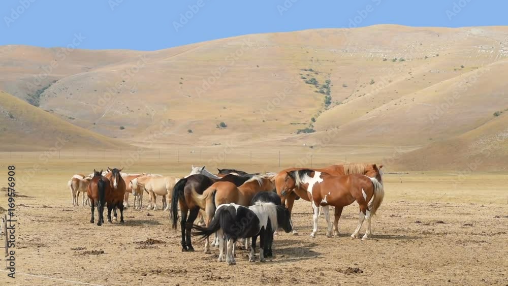 horses on the farm horses on the farm