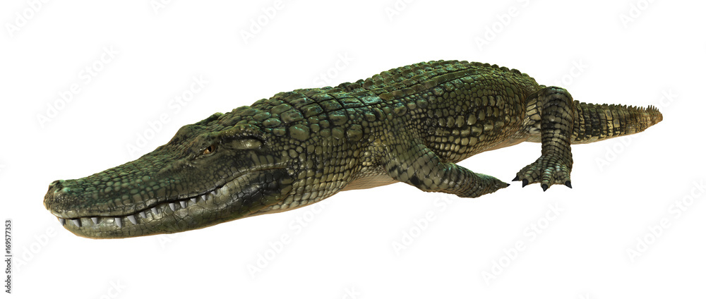 Fototapeta premium 3D Rendering American Alligator on White