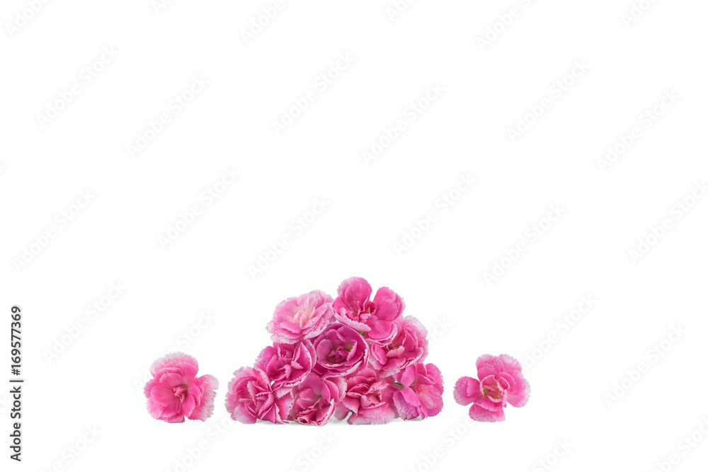 Pink carnation flowers isolated on white background with copy space Pink carnation flowers isolated on white background with copy space
