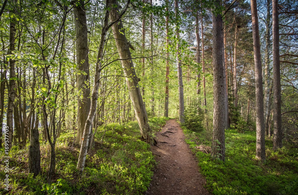 Path in narrow island at bright summer day in Liesjärvi national park, Finland Path in narrow island at bright summer day in Liesjärvi national park, Finland