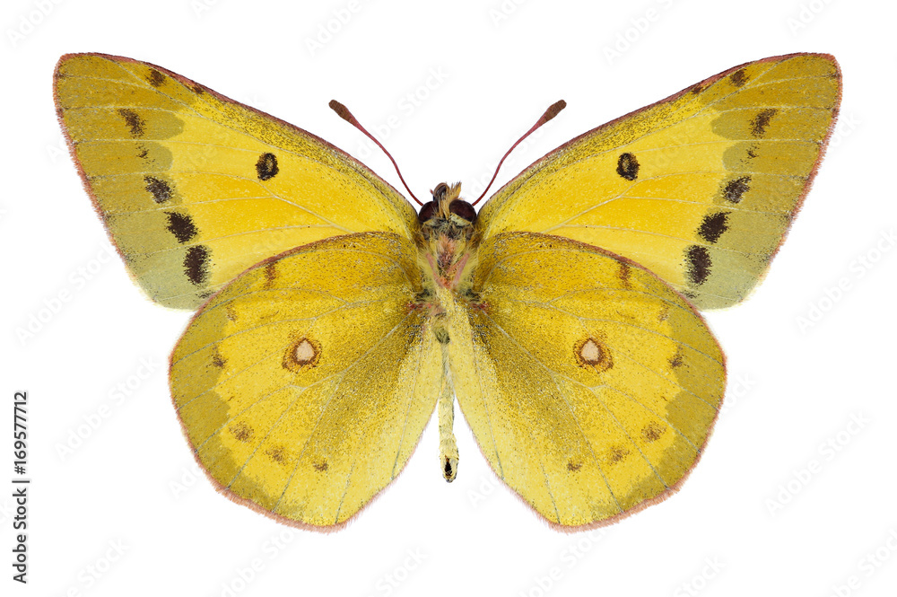 Butterfly Colias eurytheme (male) (underside) on a white background Butterfly Colias eurytheme (male) (underside) on a white background