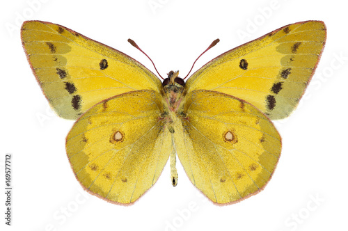 Butterfly Colias eurytheme (male) (underside) on a white background © als