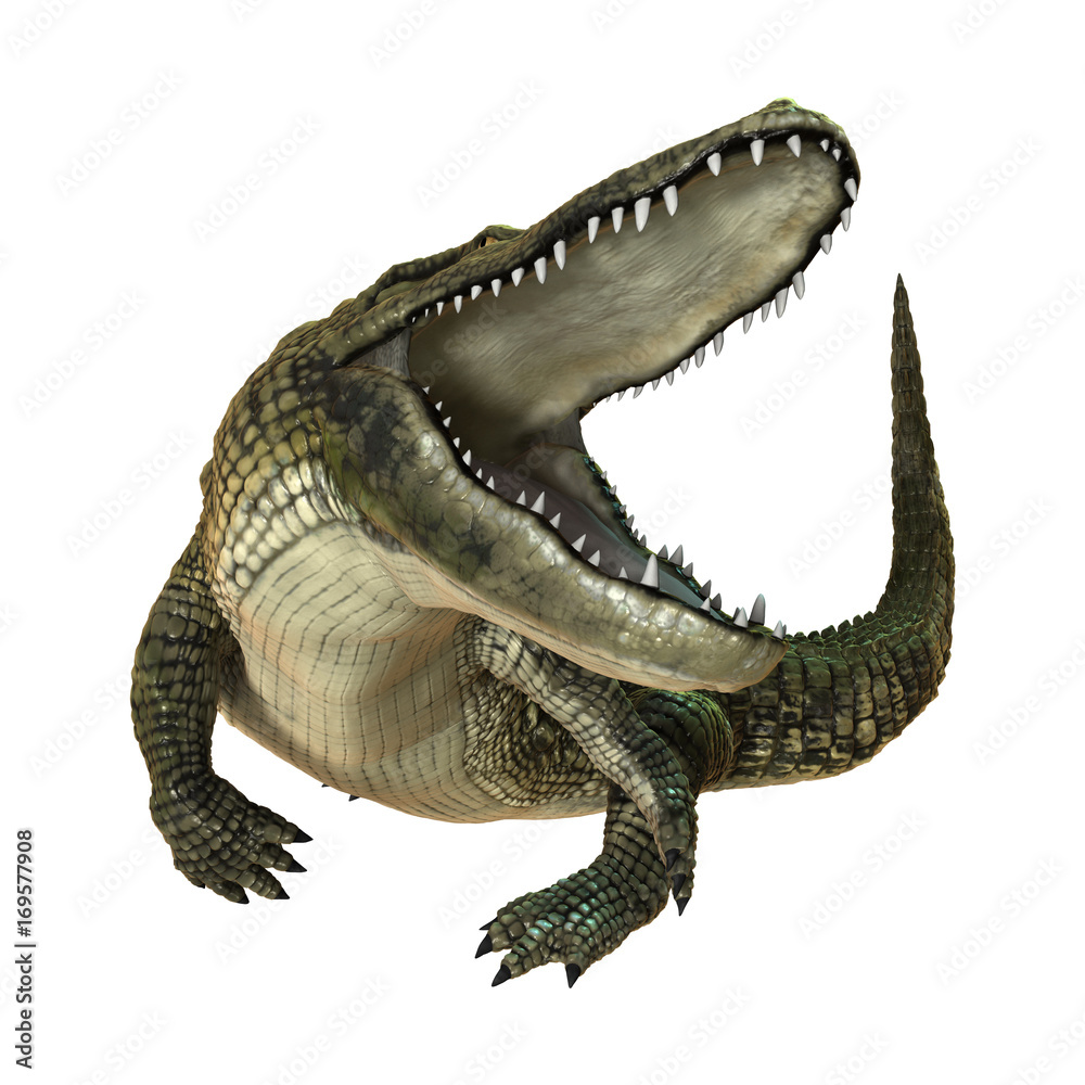 Fototapeta premium 3D Rendering American Alligator on White