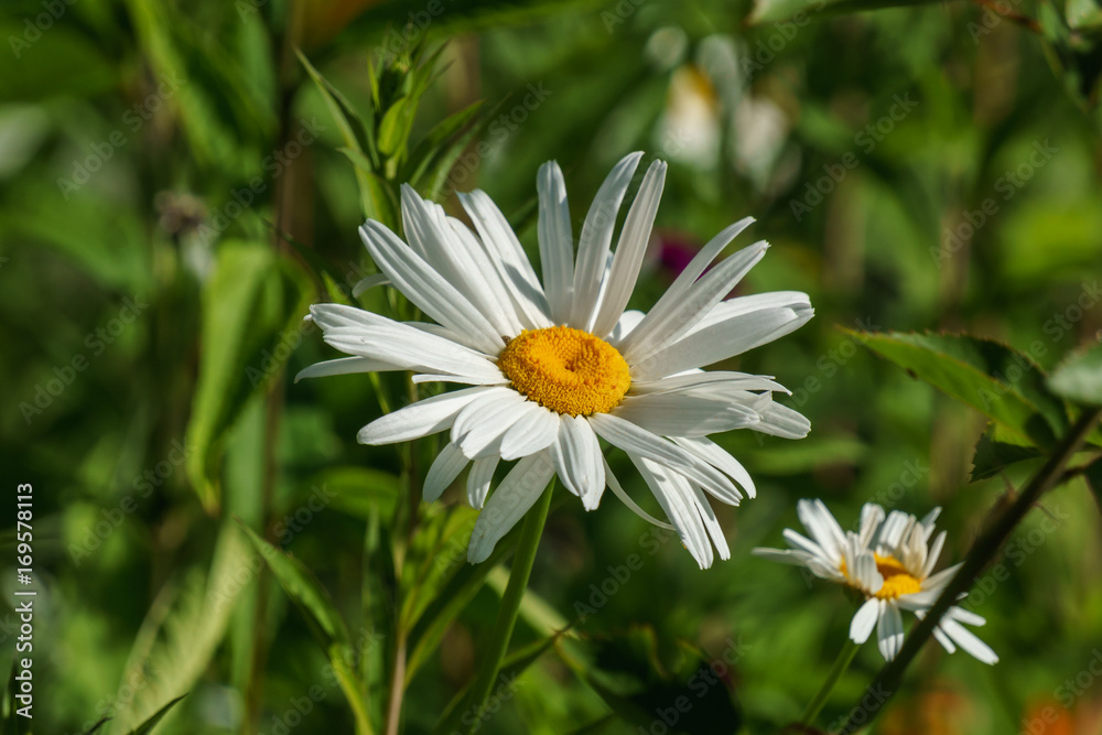 wild meadow white daisies flowers in the countryside.