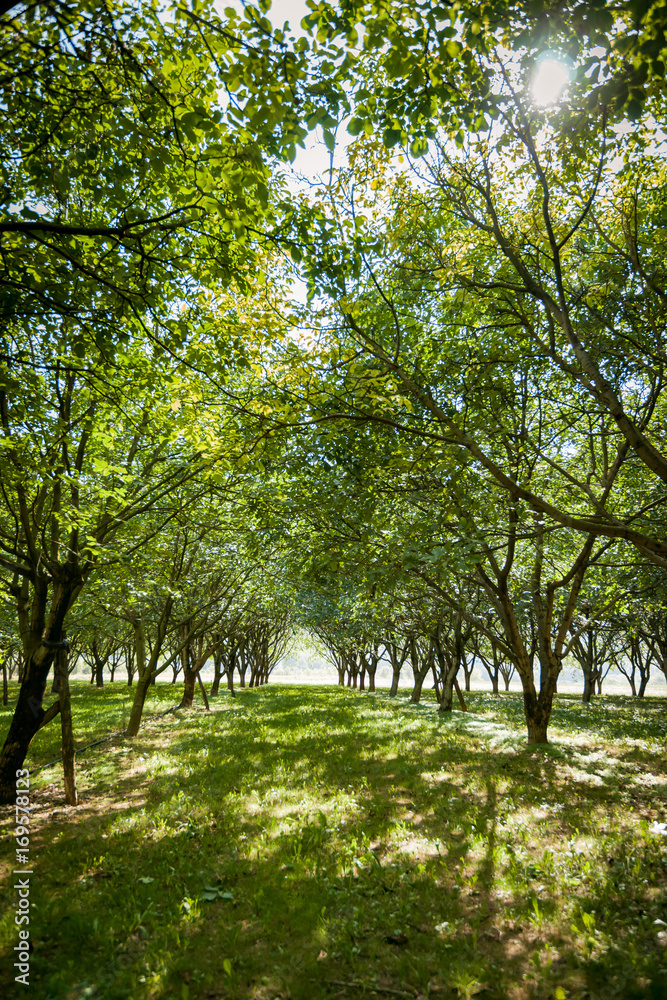 Great beautiful sunlight between a fruit tree plantation.