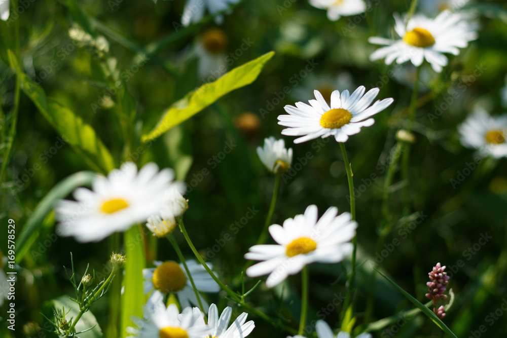 Chamomile field in natural light with a blurry background Chamomile field in natural light with a blurry background