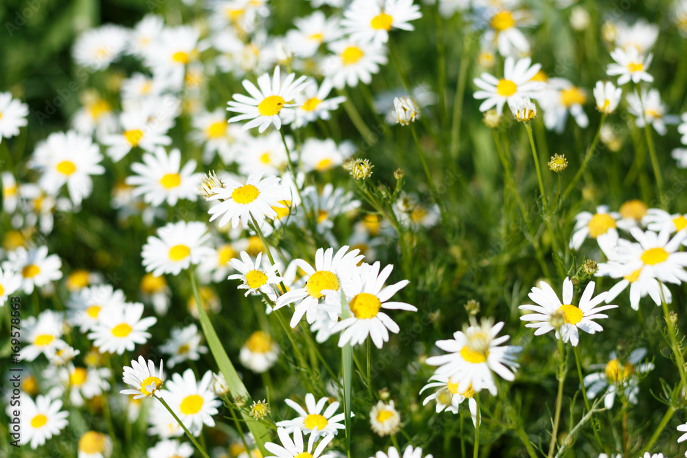 Fototapeta premium Chamomile field in natural light with a blurry background