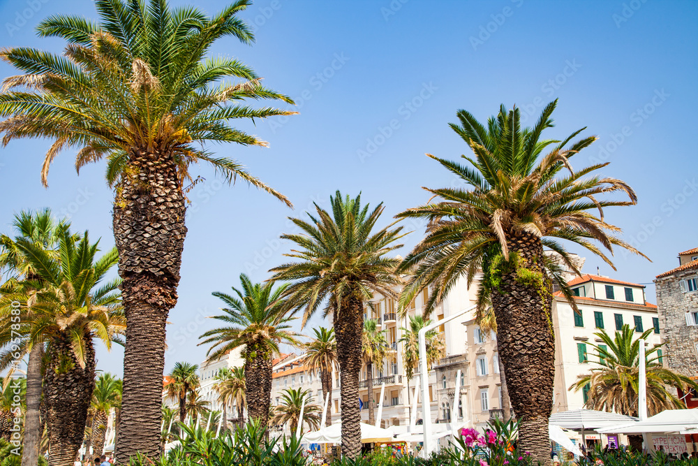 Palm trees in Split, Croatia