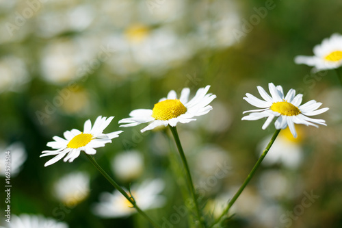 Chamomile field in natural light with a blurry background