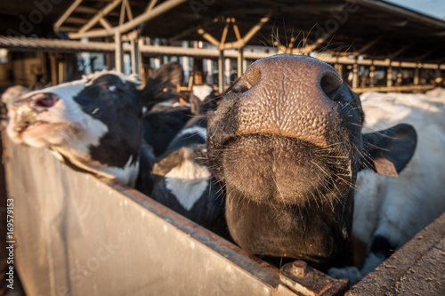 Musi di mucche pezzate nel recinto in attesa della mungitura photo