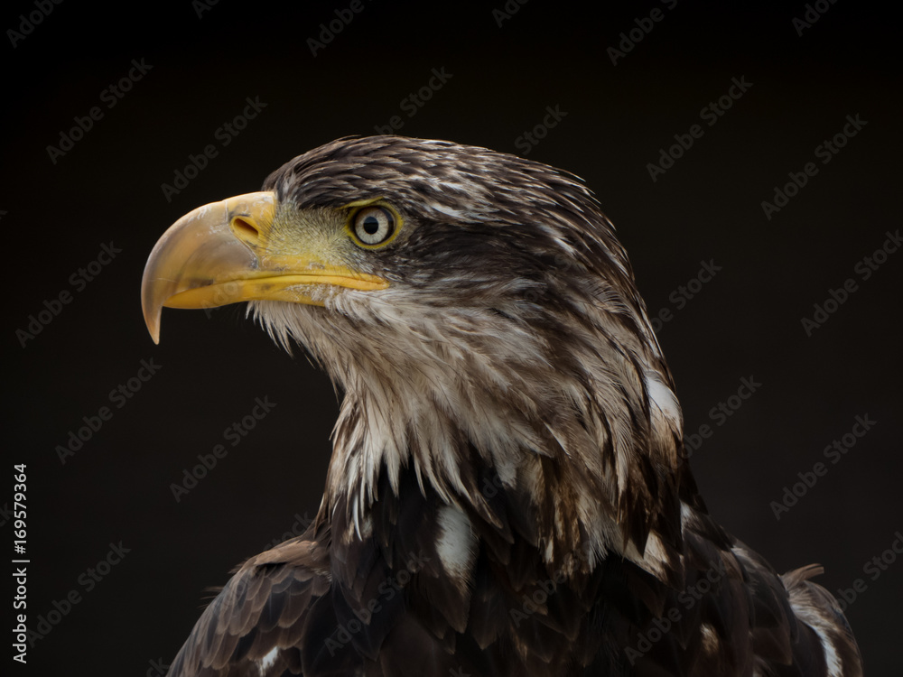 portrait of an eagle portrait of an eagle