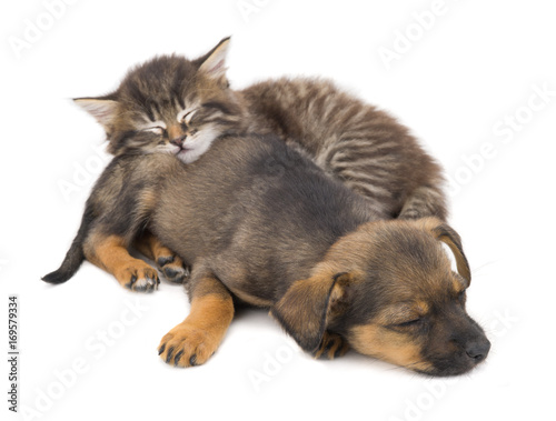 kitten and puppy sleep