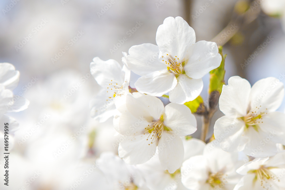 cherry blossoms