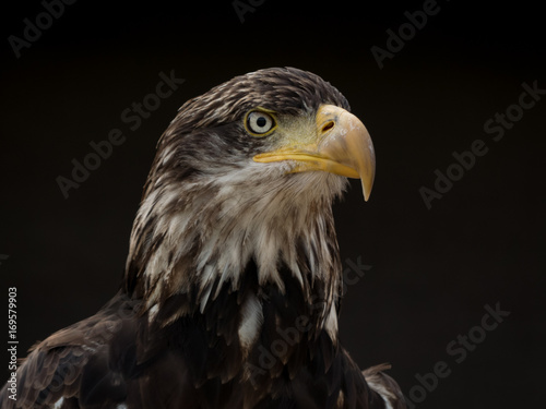 portrait of an eagle