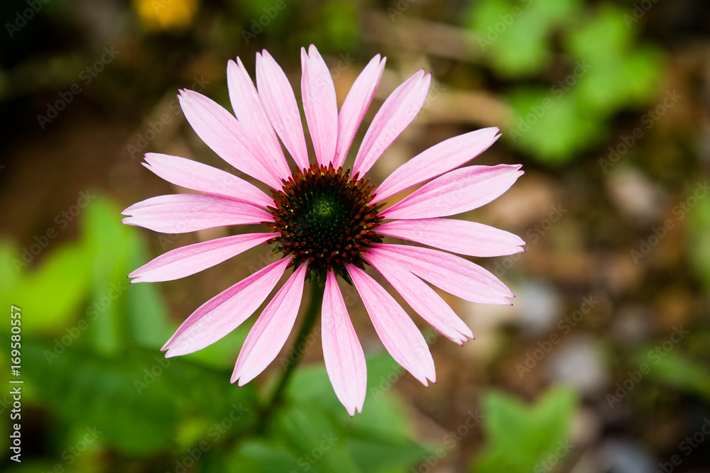 Obraz premium flower