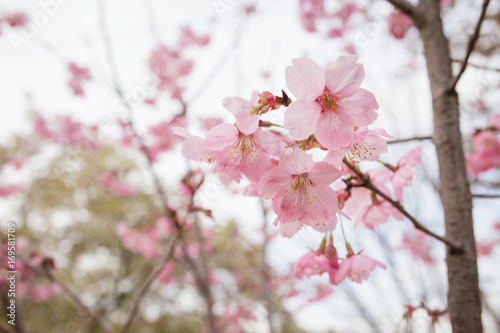 cherry blossoms