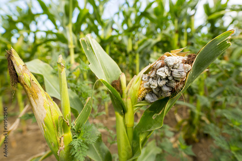 Huitlacoche - Corn smut, fungus, Mexican truffle photo